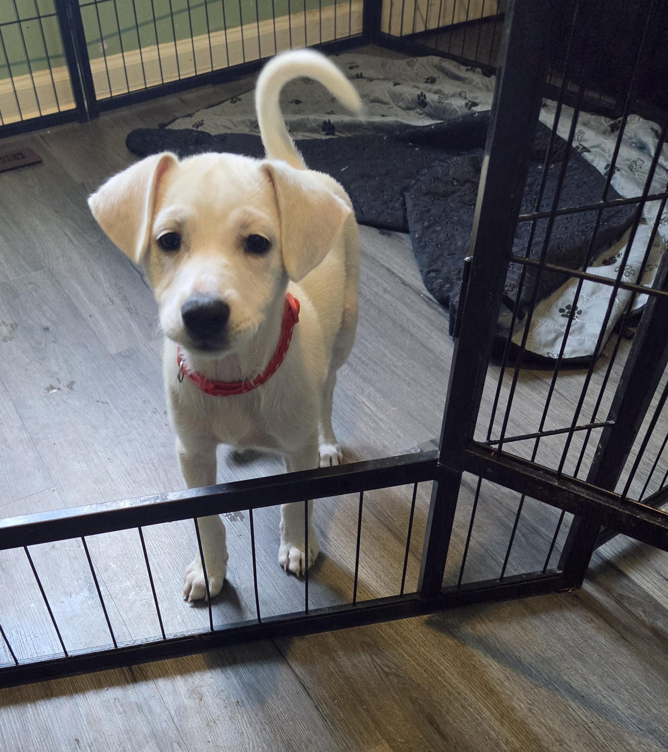 Enlarge Mickey, a Adoptable Terrier in Montgomery, IL image 2/6