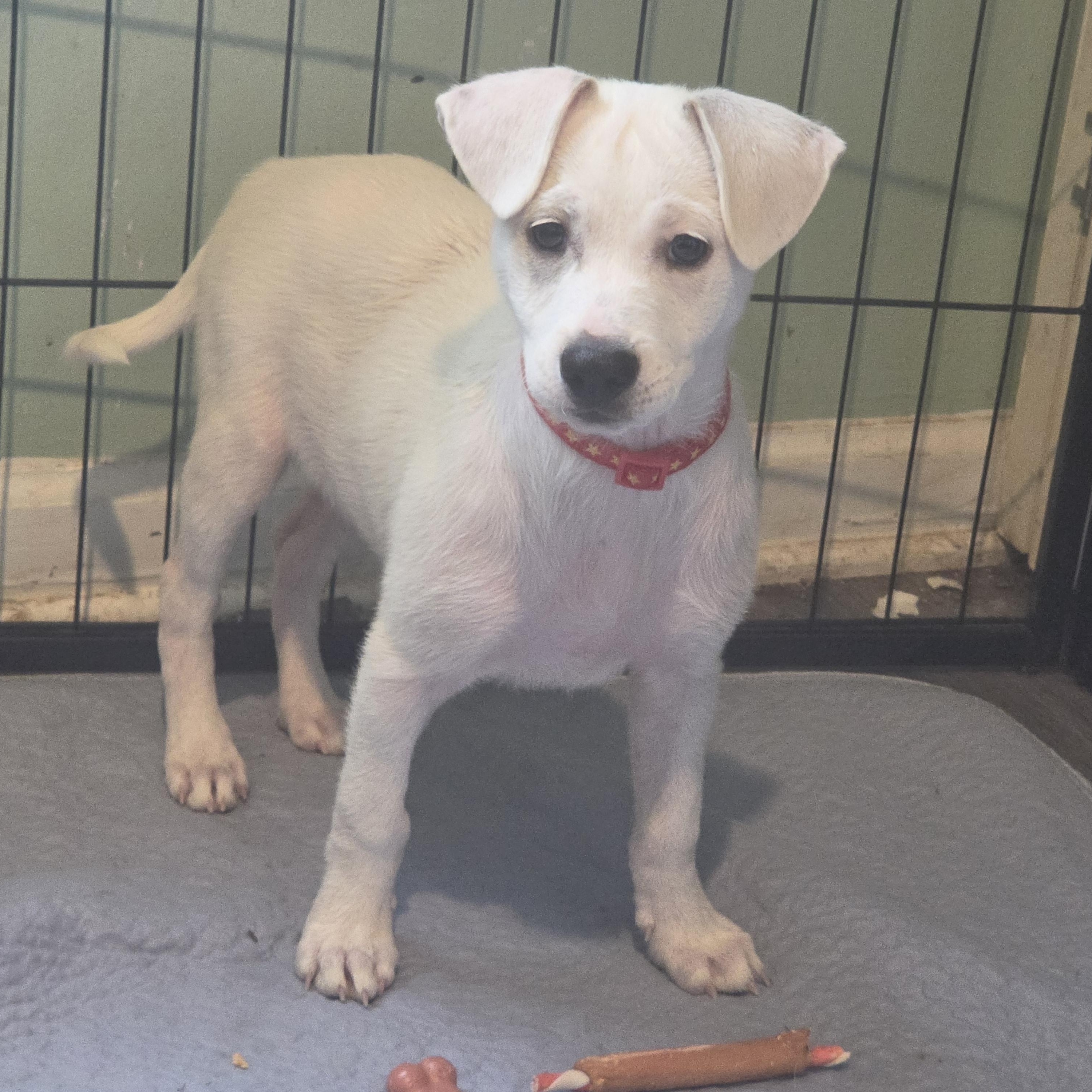 Enlarge Mickey, a Adoptable Terrier in Montgomery, IL image 5/6