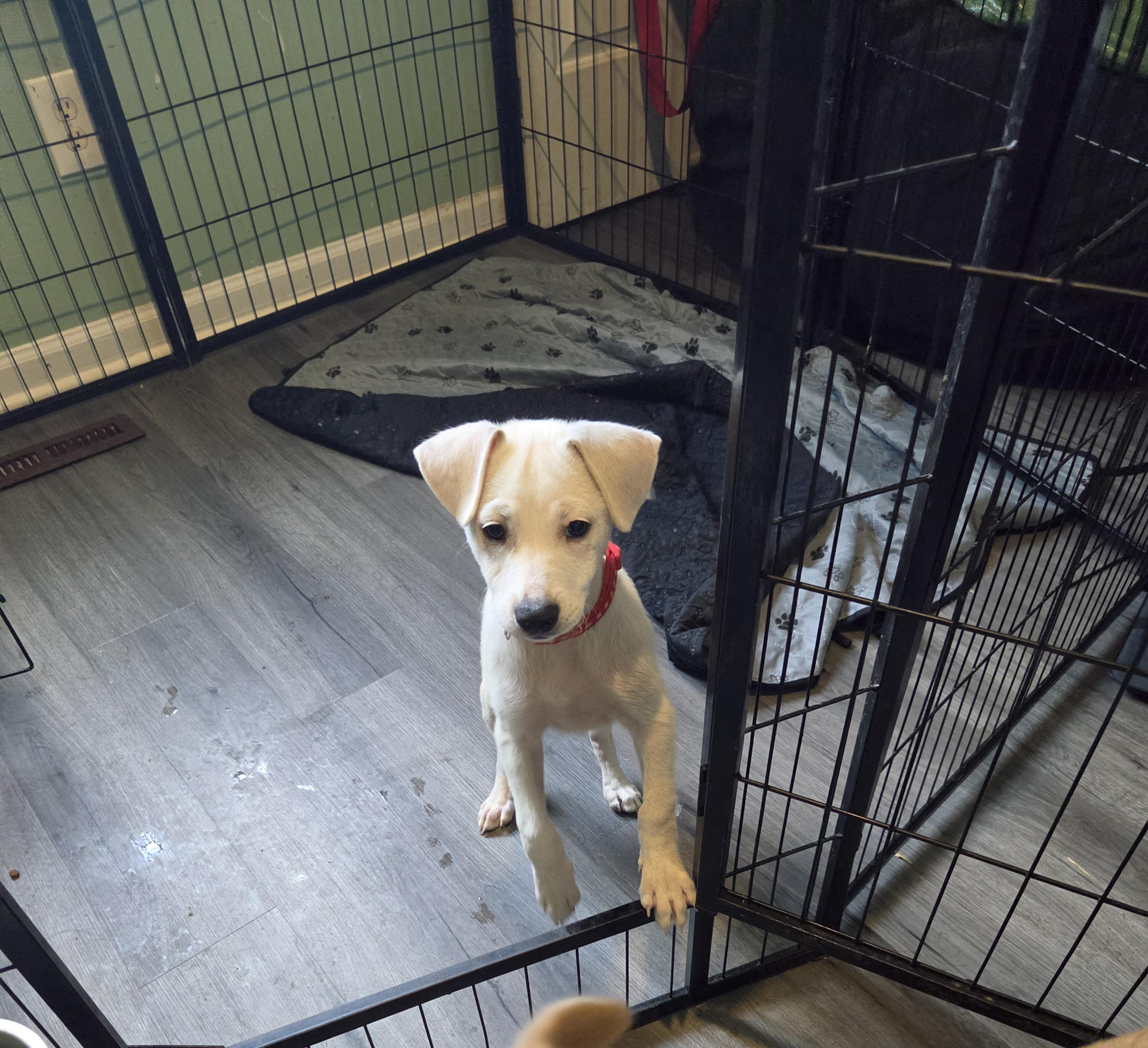 Enlarge Mickey, a Adoptable Terrier in Montgomery, IL image 6/6