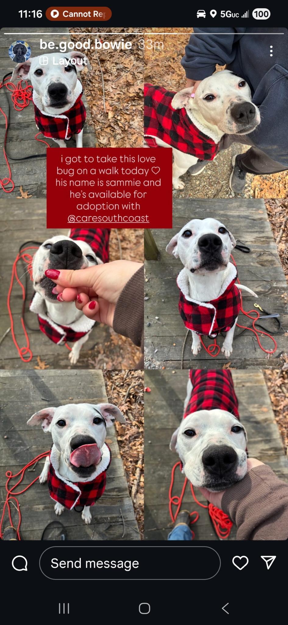 Sammy Sosa, ADOPTABLE, Young Male Mixed Breed.