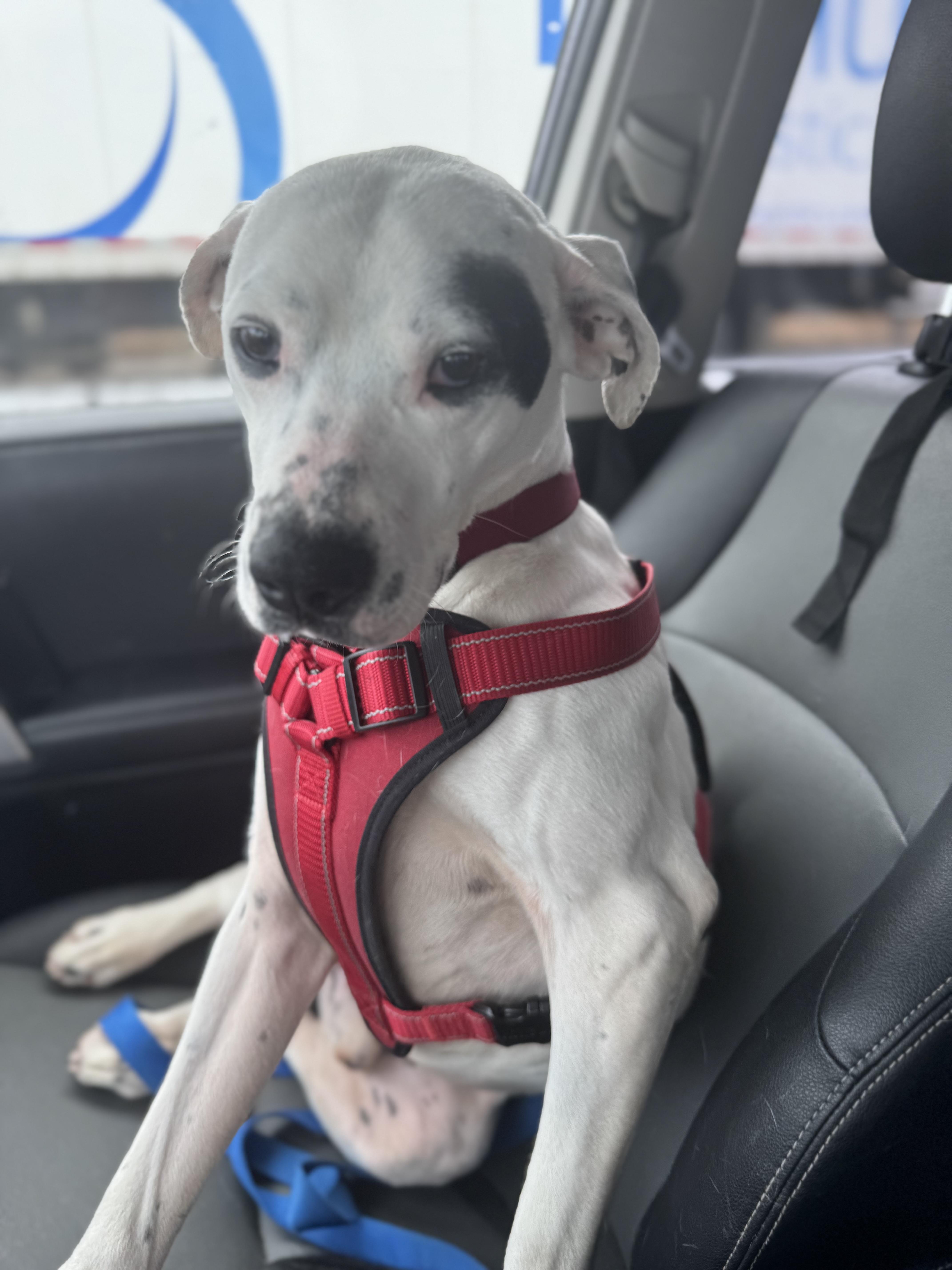 Enlarge Sammy Sosa, a ADOPTABLE Mixed Breed in Acushnet, MA image 3/5