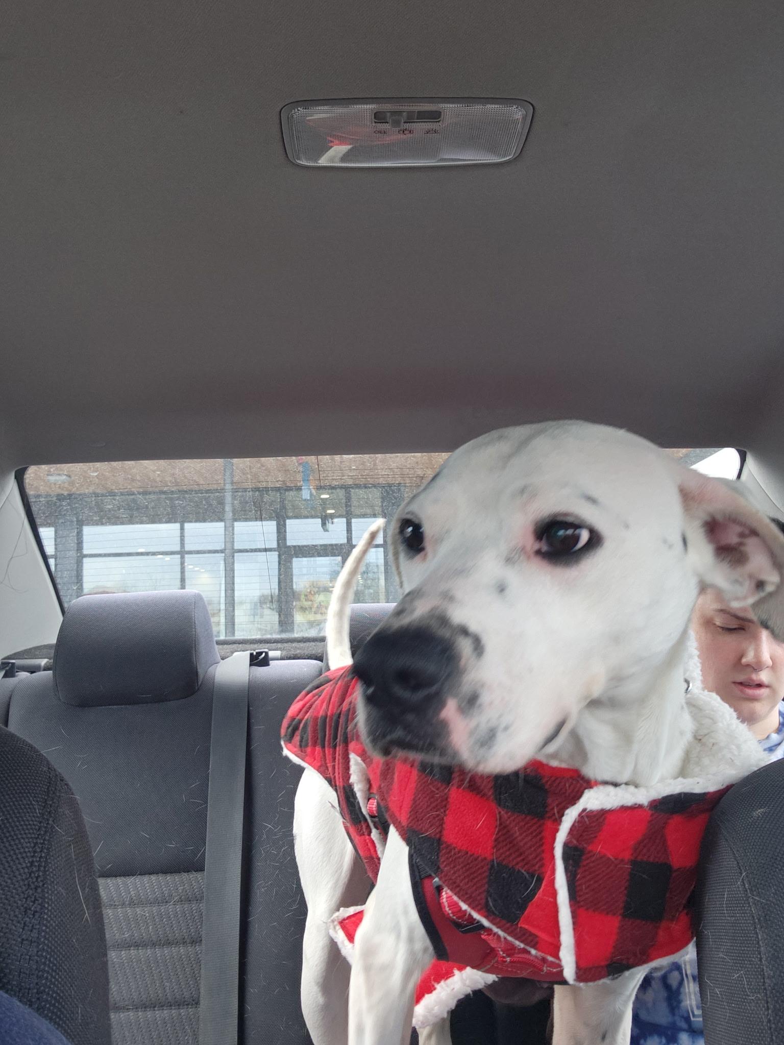 Enlarge Sammy Sosa, a ADOPTABLE Mixed Breed in Acushnet, MA image 5/5