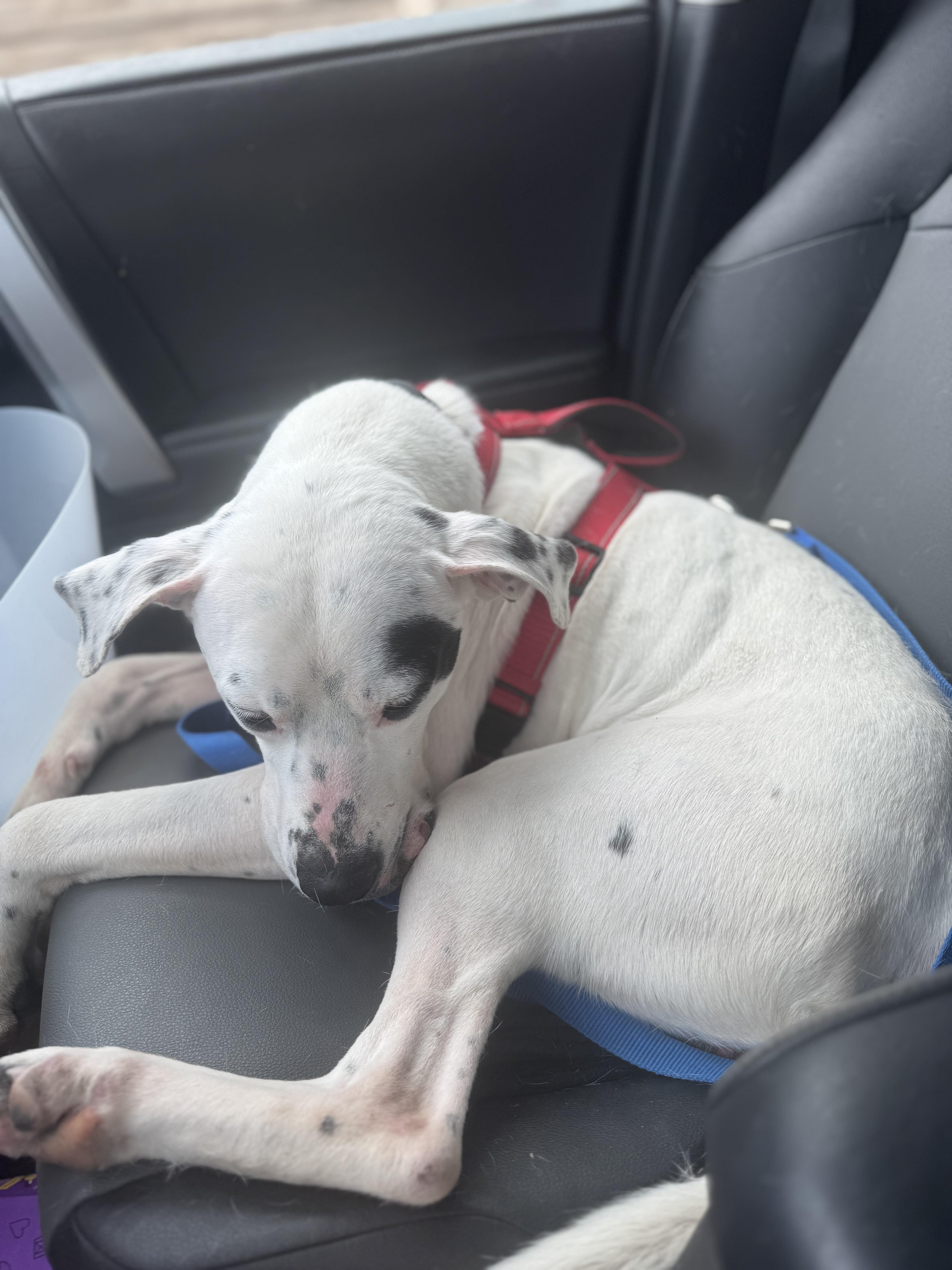 Enlarge Sammy Sosa, a ADOPTABLE Mixed Breed in Acushnet, MA image 4/5