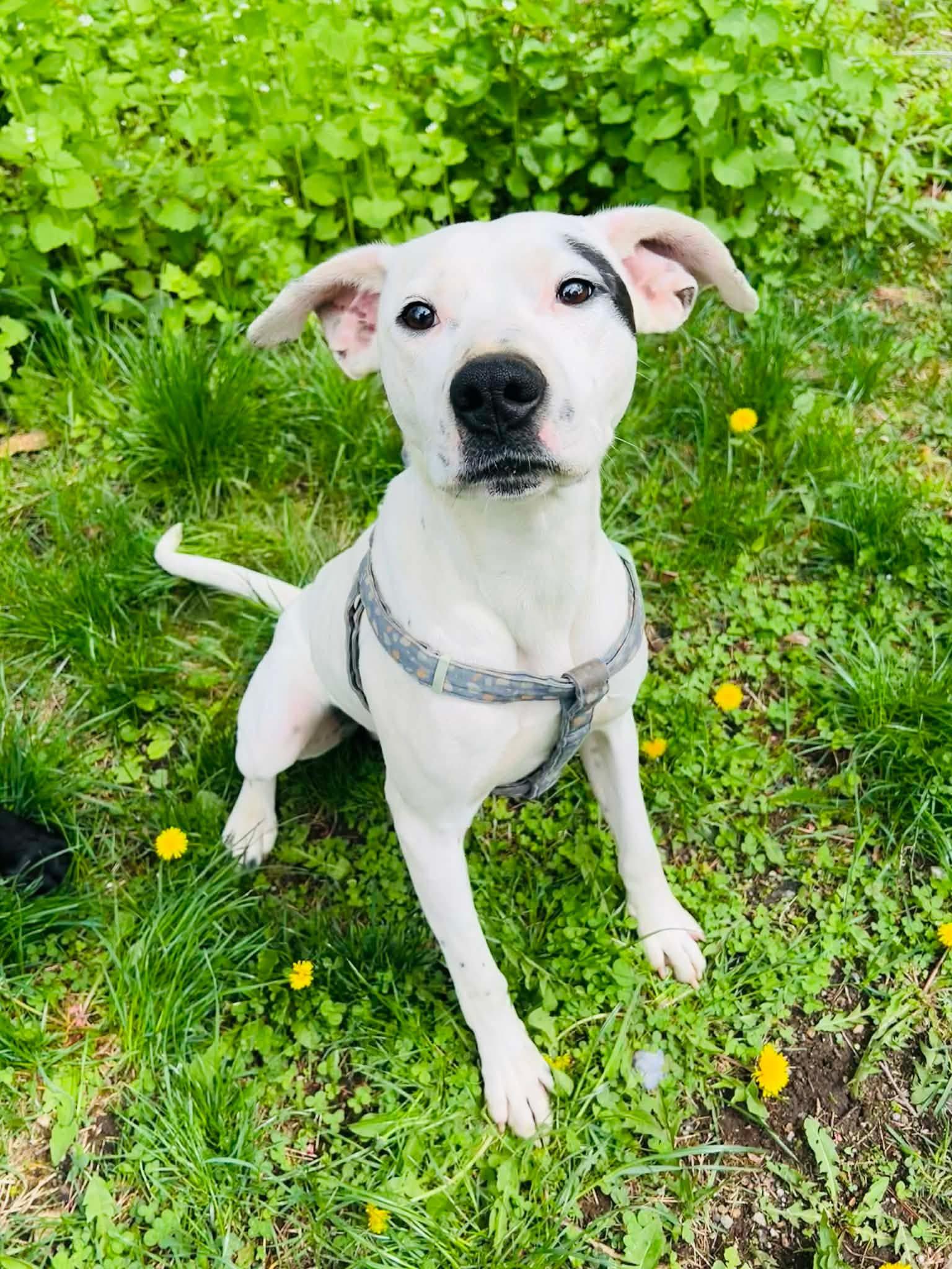 Enlarge Sammy Sosa, a ADOPTABLE Mixed Breed in Acushnet, MA image 2/5