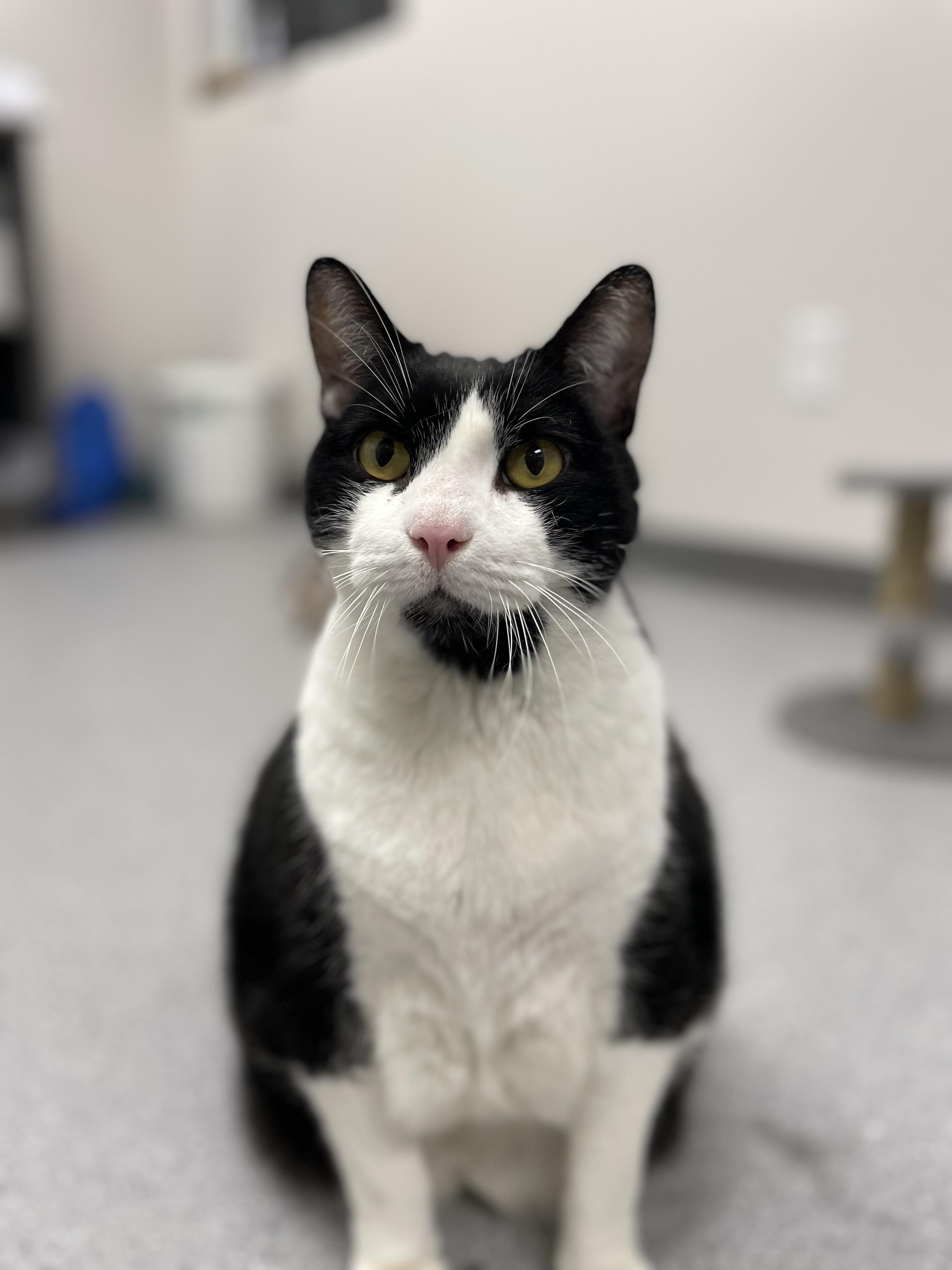 Brutus (Bonded with Midnight), Adoptable, Senior Male Domestic Short Hair.