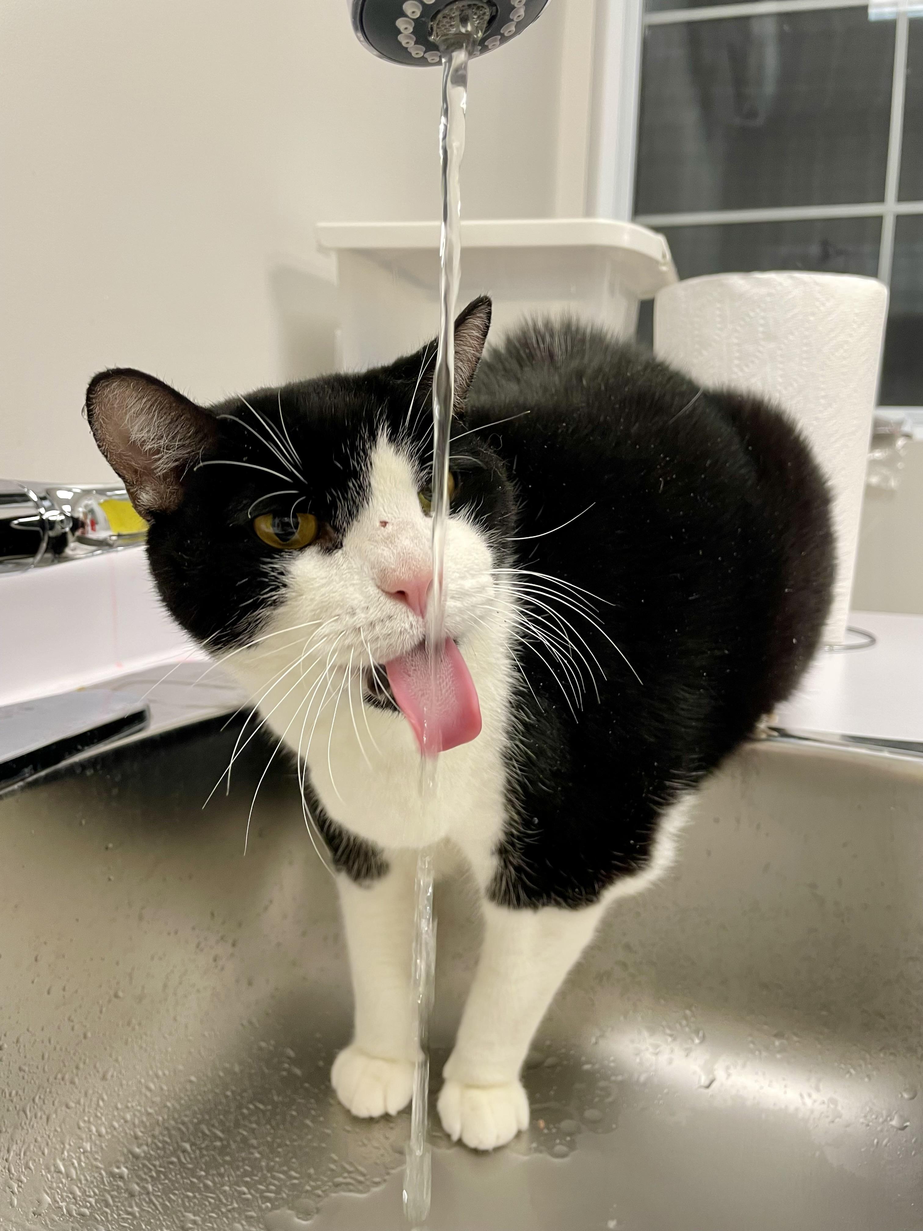 Enlarge Brutus (Bonded with Midnight), a Adoptable Domestic Short Hair in Everett, ON image 4/6