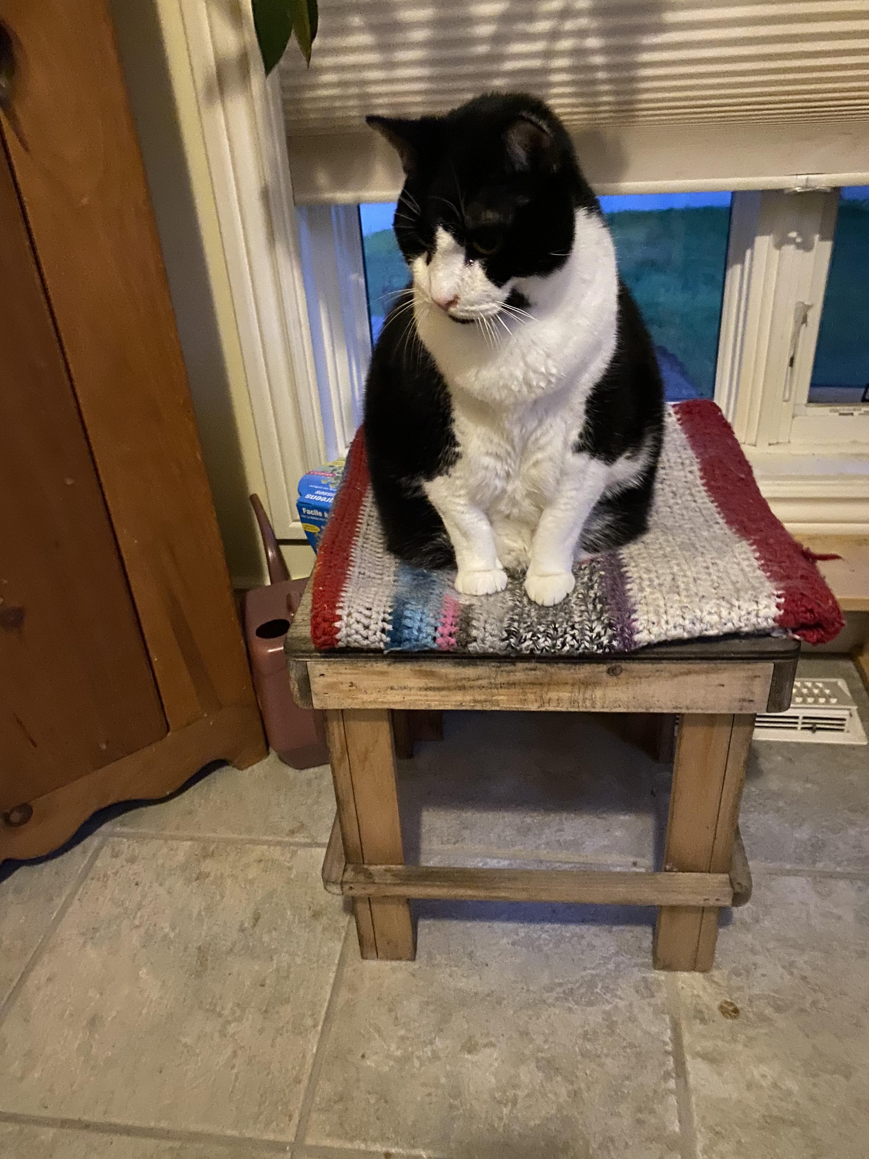 Enlarge Brutus (Bonded with Midnight), a Adoptable Domestic Short Hair in Everett, ON image 5/6
