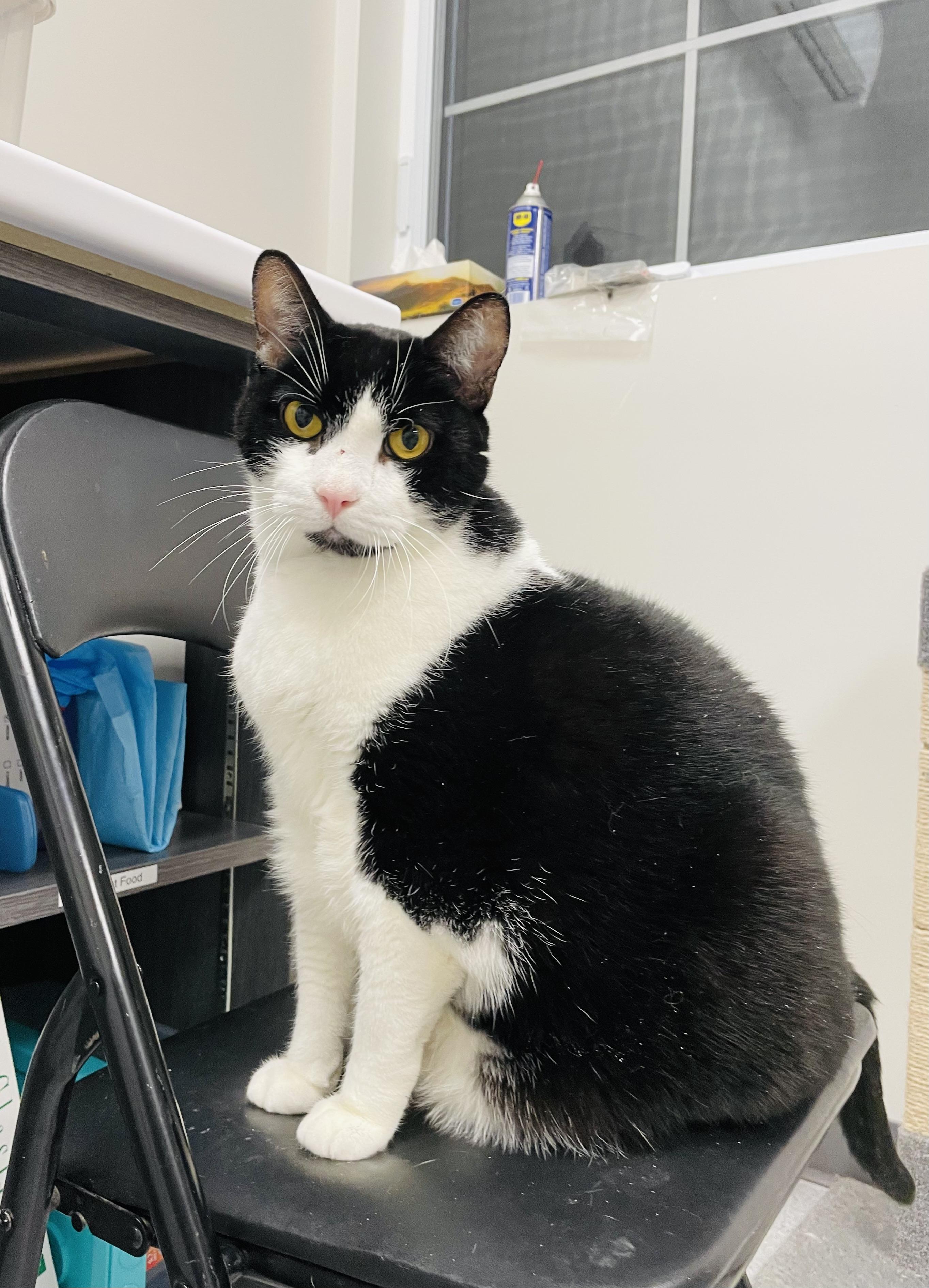 Enlarge Brutus (Bonded with Midnight), a Adoptable Domestic Short Hair in Everett, ON image 2/6