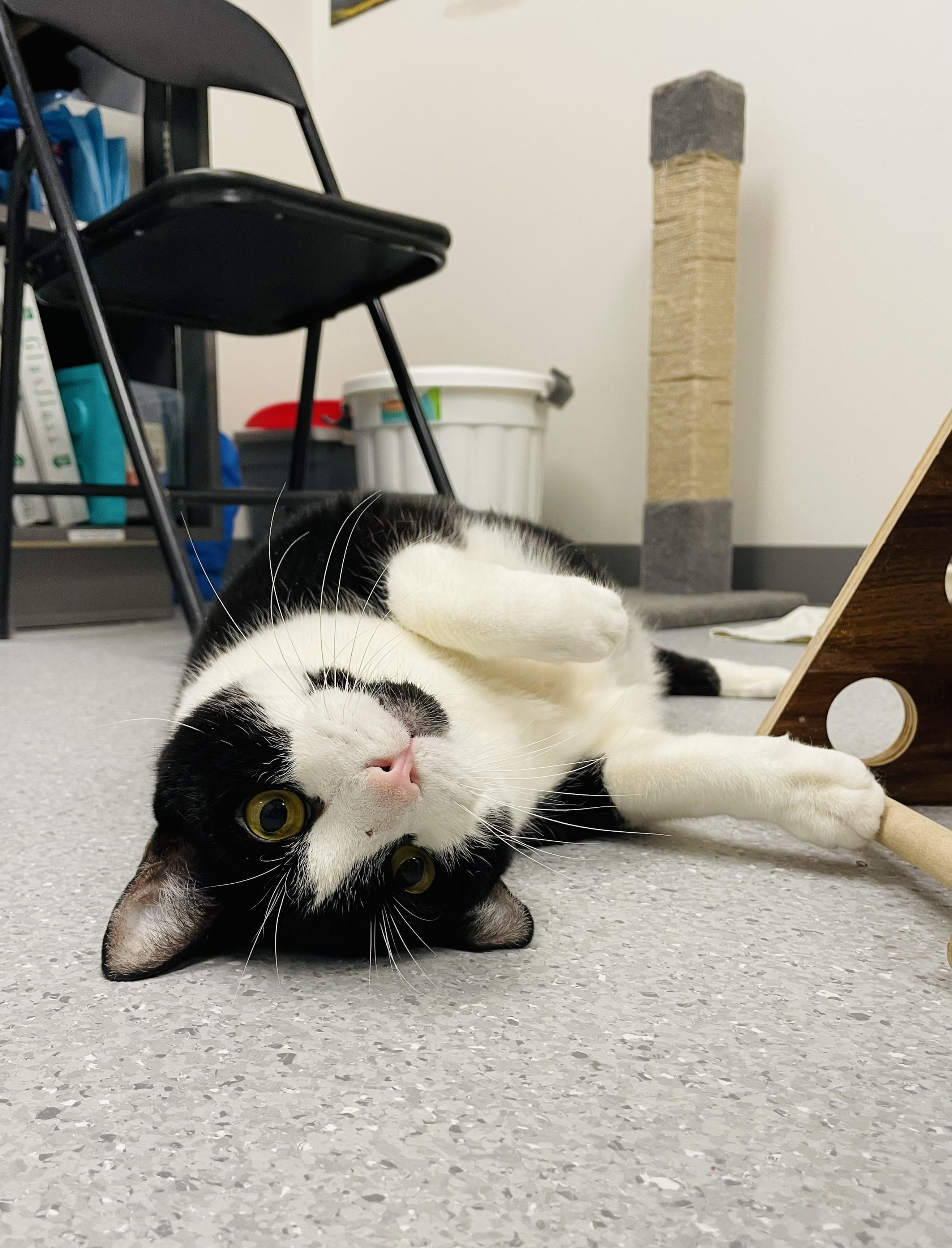 Enlarge Brutus (Bonded with Midnight), a Adoptable Domestic Short Hair in Everett, ON image 3/6