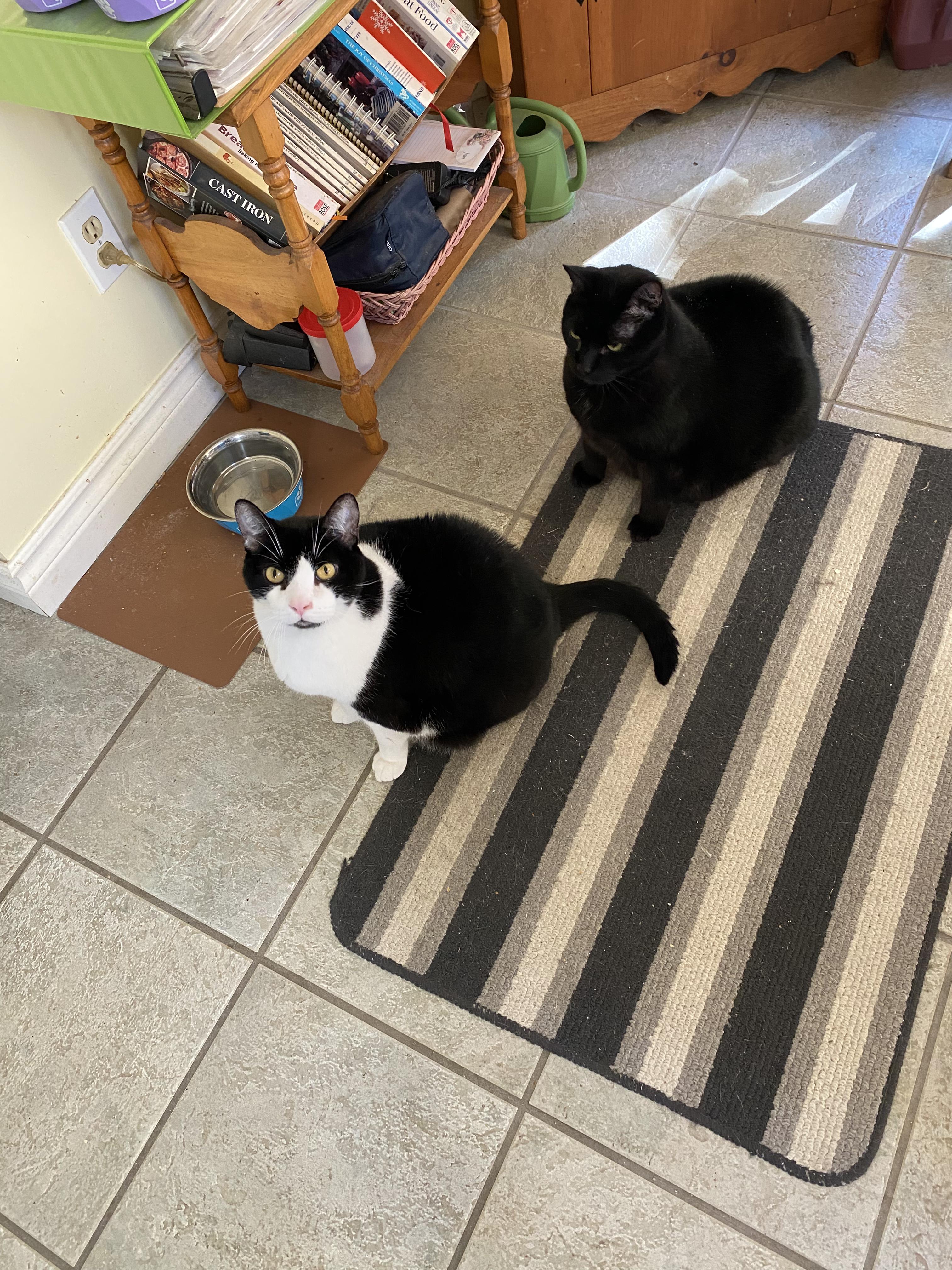 Enlarge Brutus (Bonded with Midnight), a Adoptable Domestic Short Hair in Everett, ON image 6/6