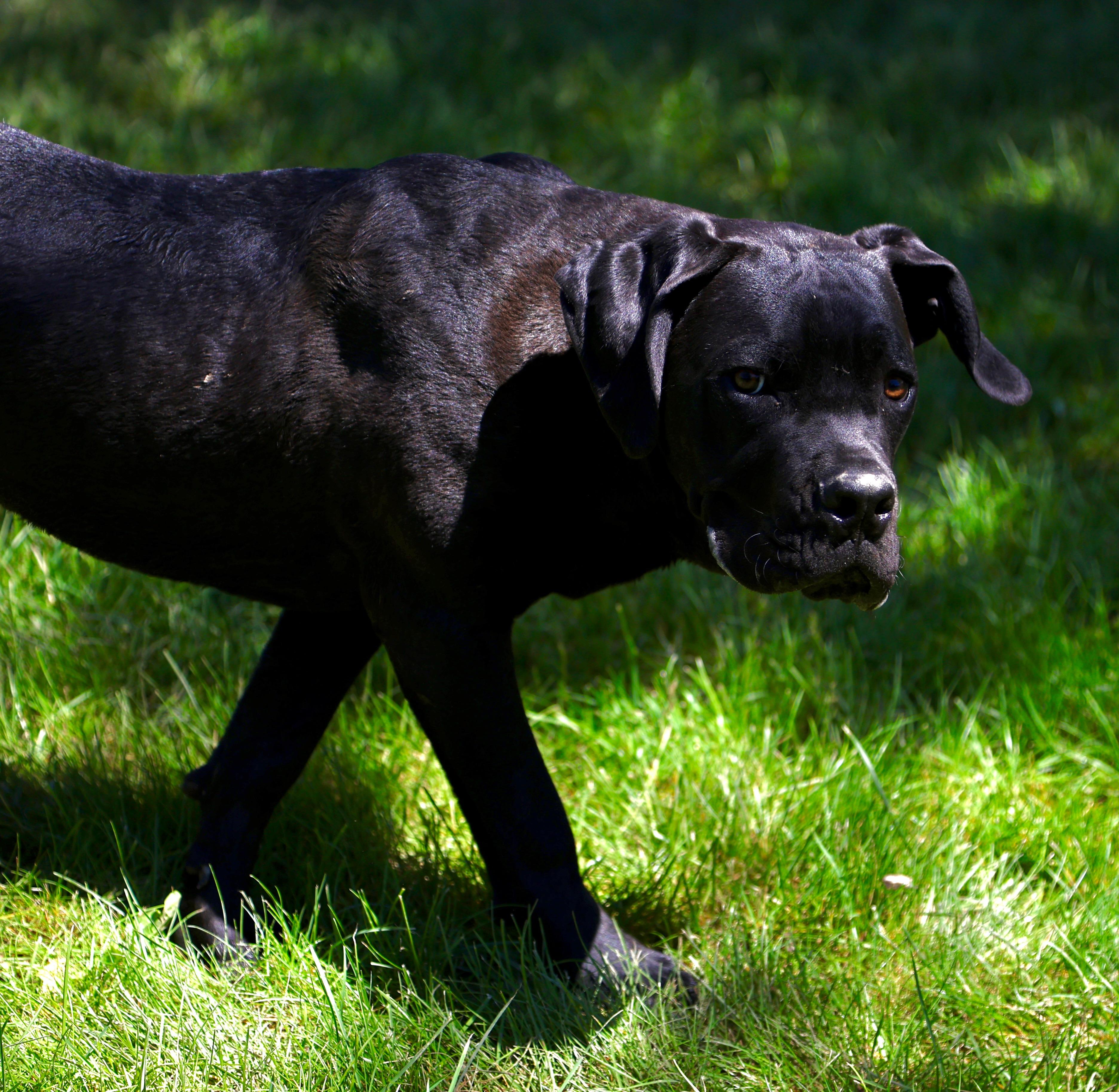 Enlarge Marco, a ADOPTABLE Cane Corso in Cleveland, OH image 2/6