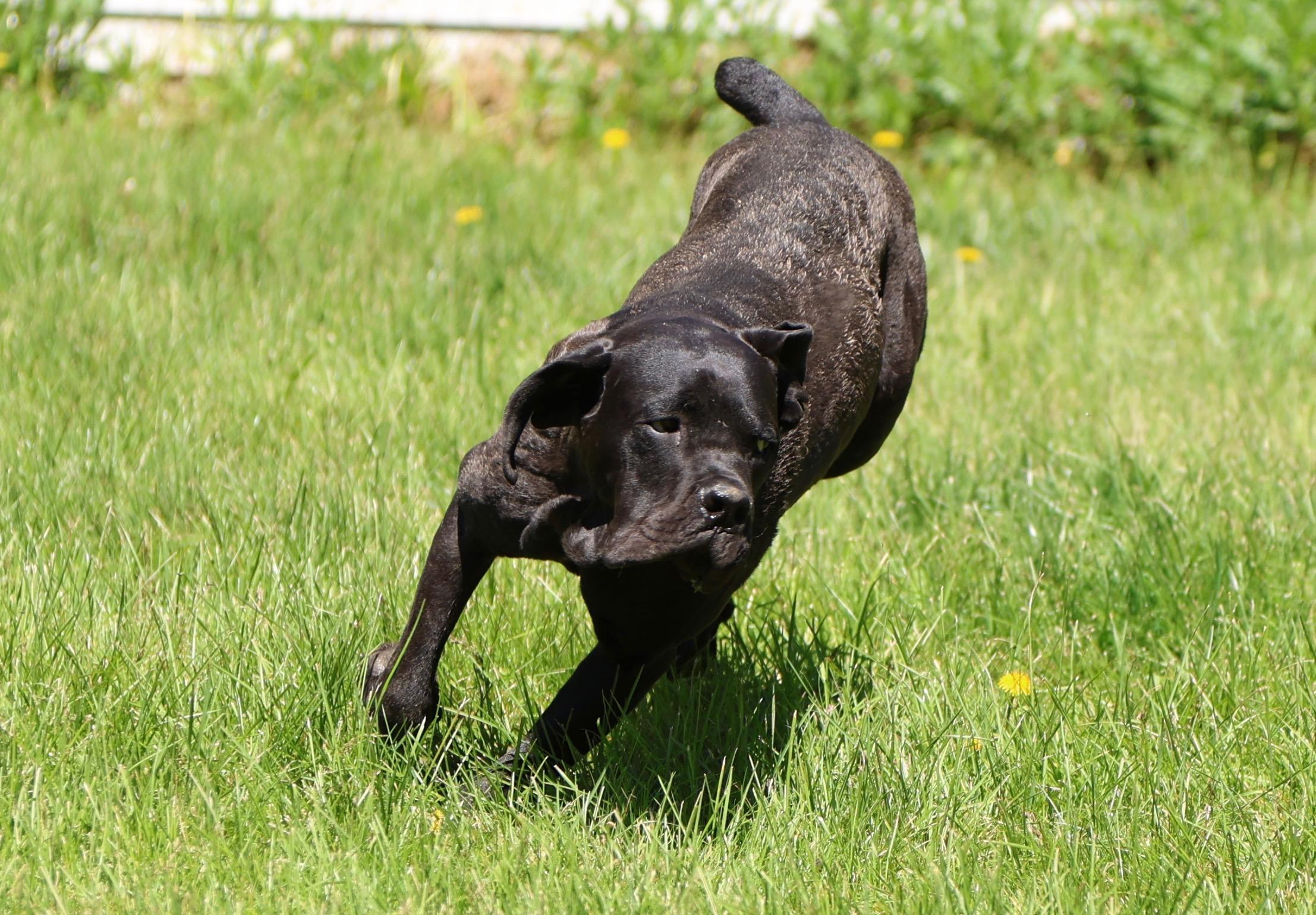 Enlarge Marco, a ADOPTABLE Cane Corso in Cleveland, OH image 6/6