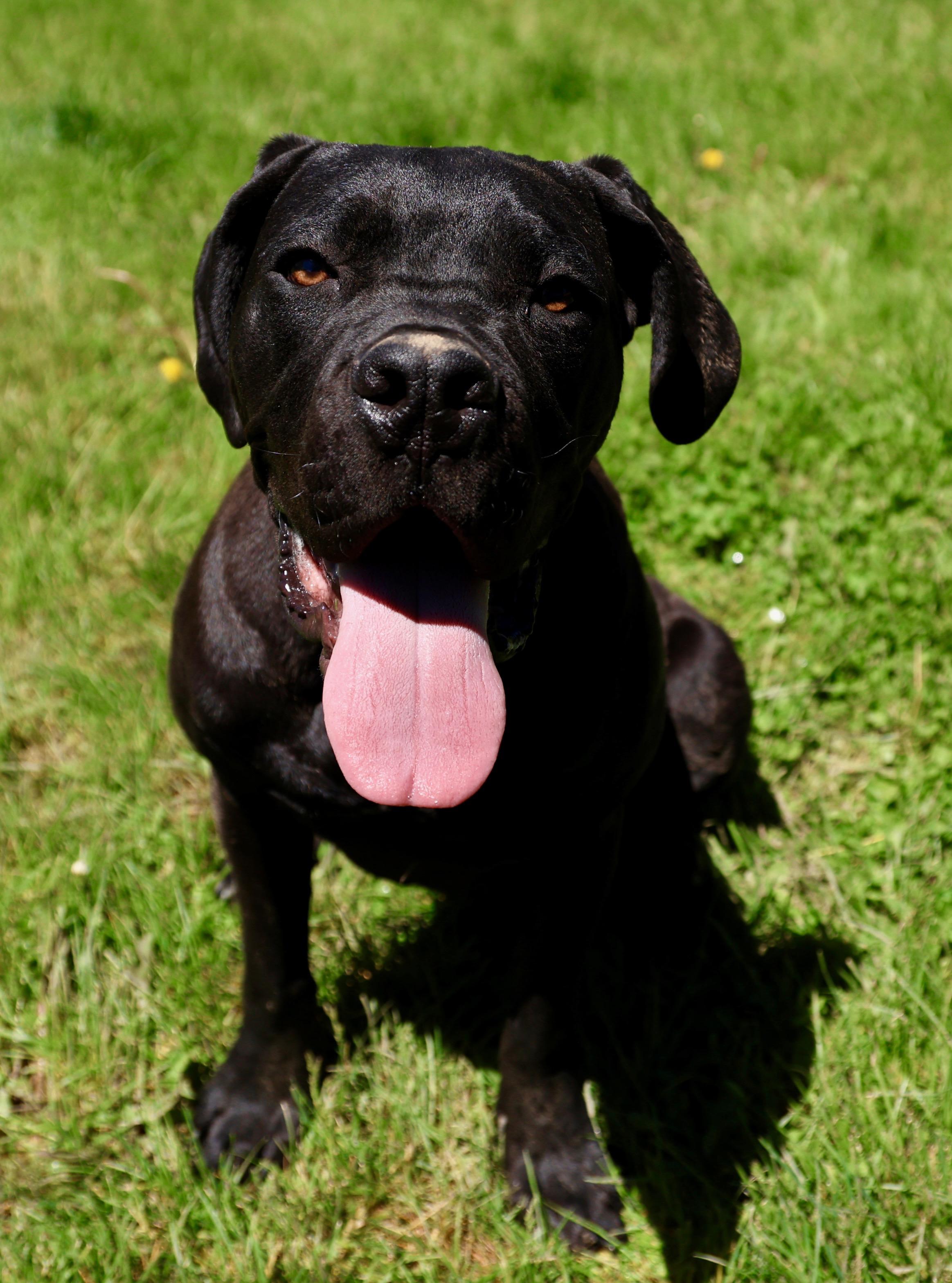 Marco, ADOPTABLE, Puppy Male Cane Corso.