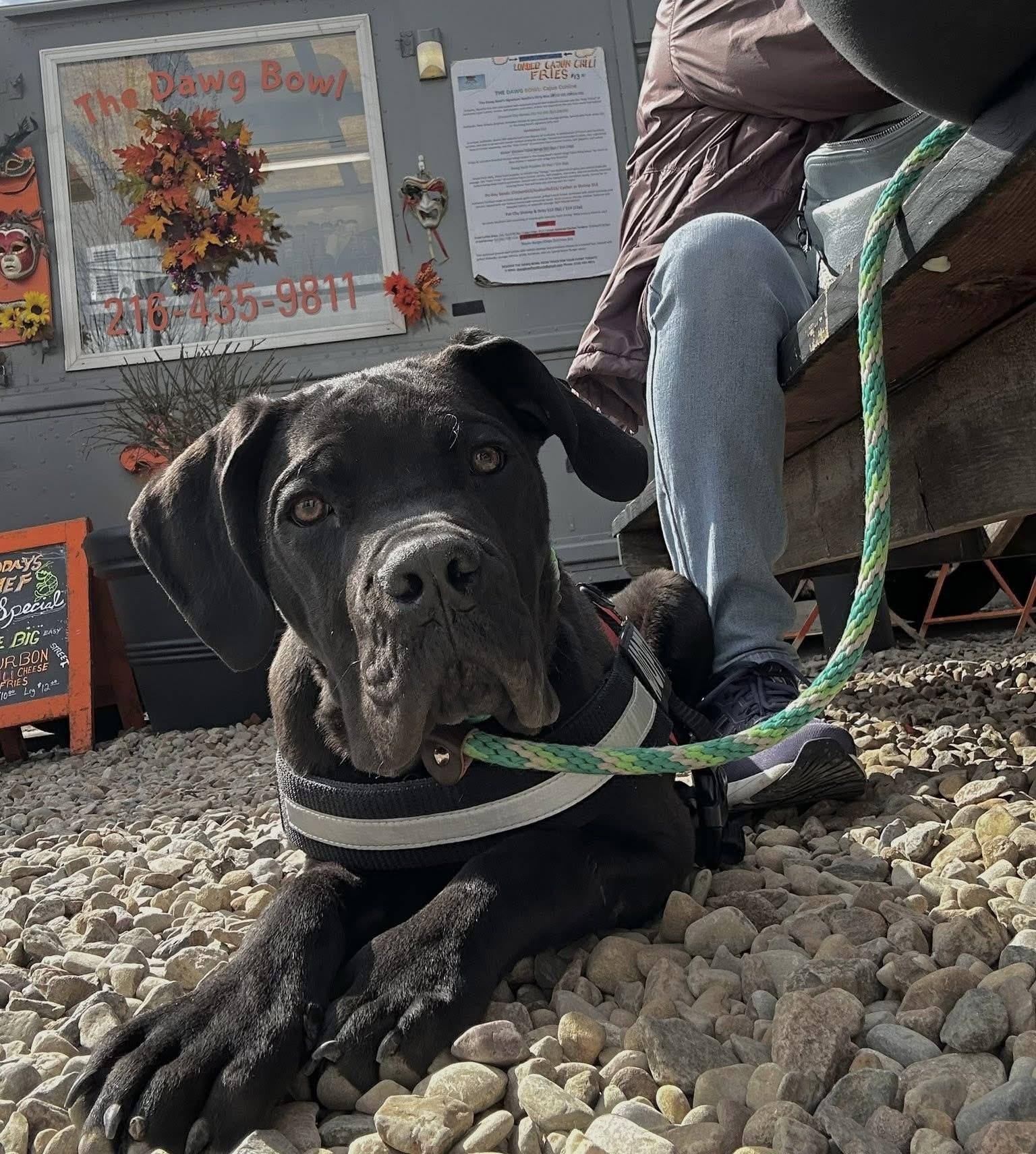 Enlarge Marco, a ADOPTABLE Cane Corso in Cleveland, OH image 4/6