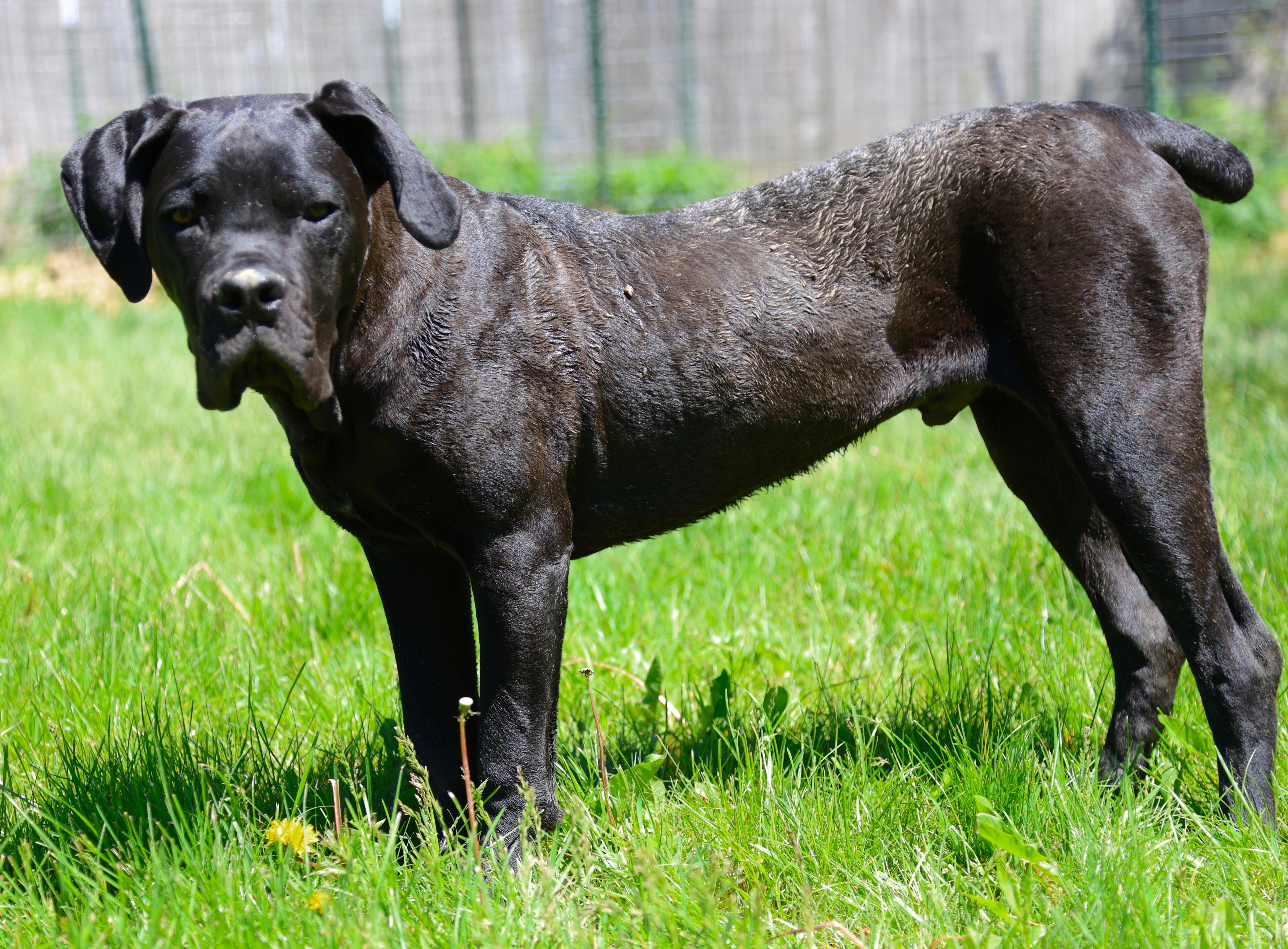 Enlarge Marco, a ADOPTABLE Cane Corso in Cleveland, OH image 5/6