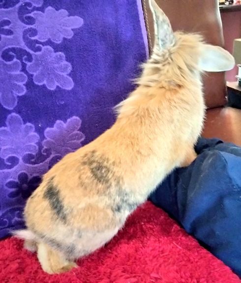 Enlarge Ginger, a Adopted mixed breed in Garland, TX image 2/5