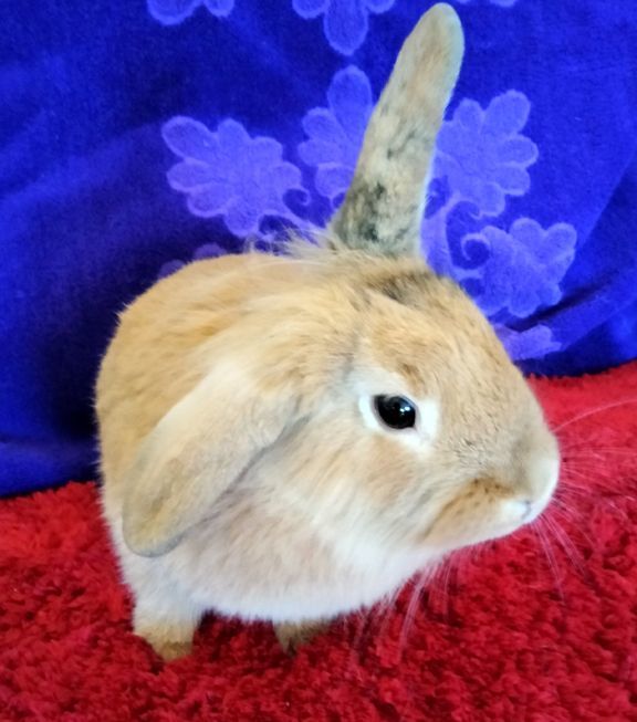 Enlarge Ginger, a Adopted mixed breed in Garland, TX image 3/5