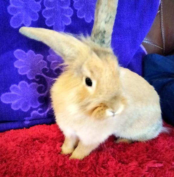 Enlarge Ginger, a Adopted mixed breed in Garland, TX image 4/5