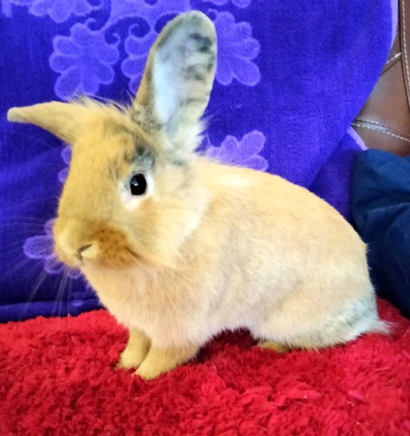 Enlarge Ginger, a Adopted mixed breed in Garland, TX image 5/5