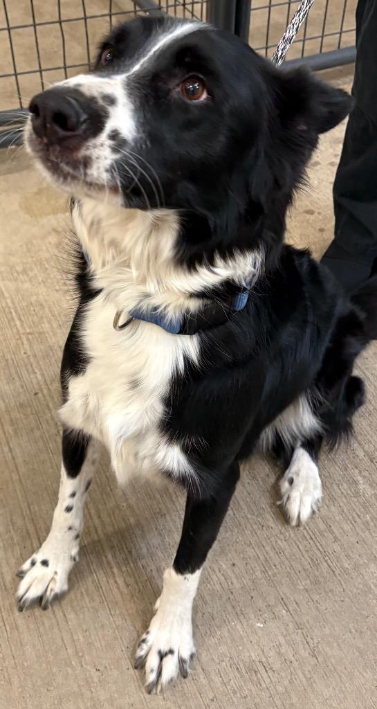 Bandit, Adoptable, Adult Male Border Collie & Shepherd.
