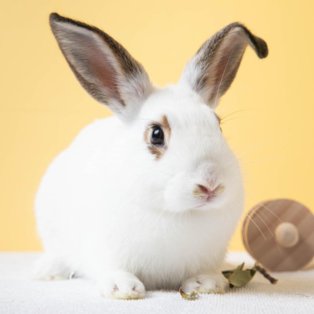 Dashi, Adoptable, Baby Male English Spot.
