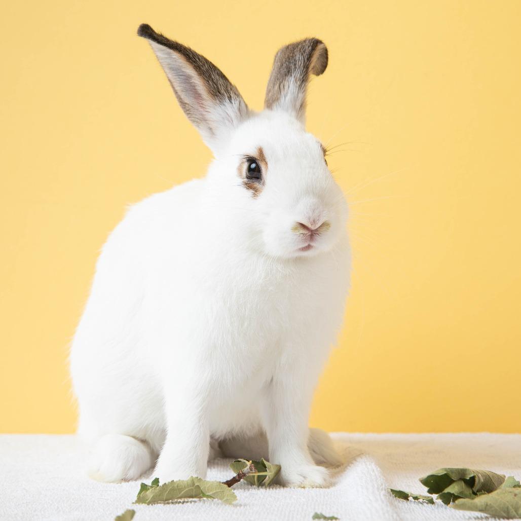 Enlarge Dashi, a Adoptable English Spot in Richmond, CA image 2/6