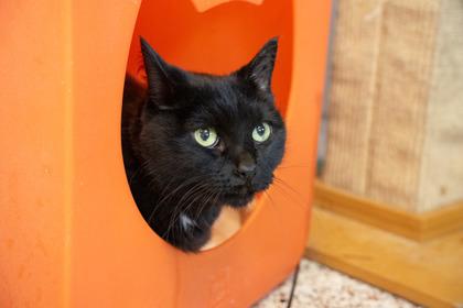 Enlarge Daisy, a Adoptable mixed breed in Golden Valley, MN image 1/3