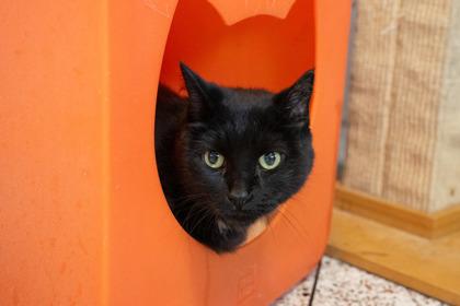 Enlarge Daisy, a Adoptable mixed breed in Golden Valley, MN image 2/3