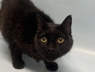 Enlarge Daisy, a Adoptable mixed breed in Golden Valley, MN image 3/3