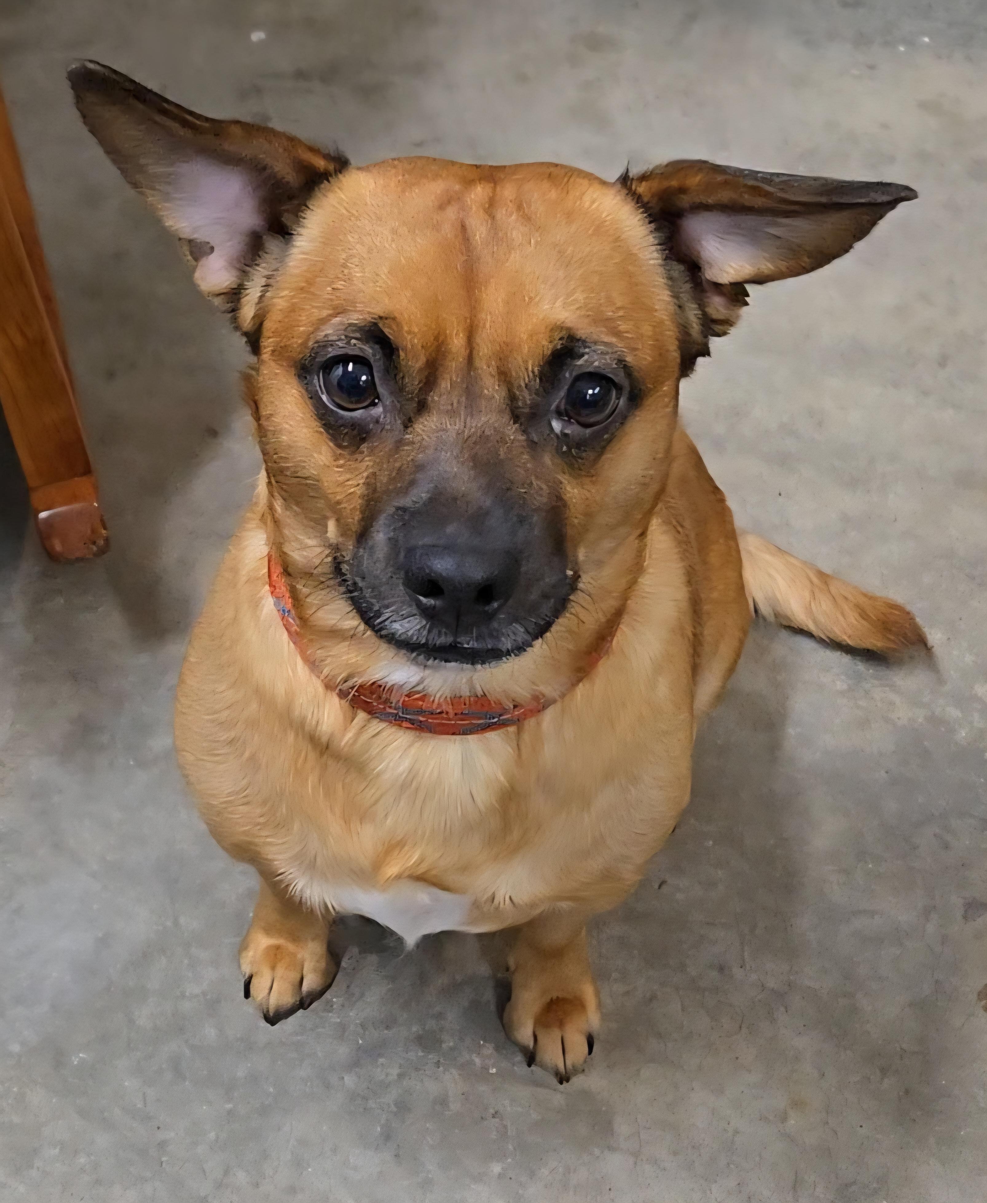 Tanner, a Adoptable mixed breed in North Olmsted, OH image 1/6