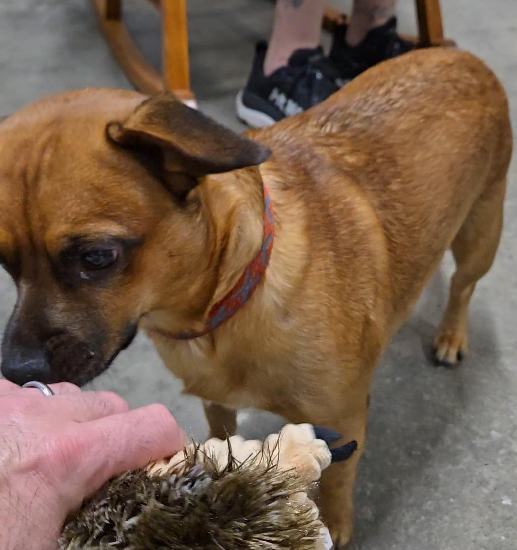 Tanner, a Adoptable mixed breed in North Olmsted, OH image 2/6