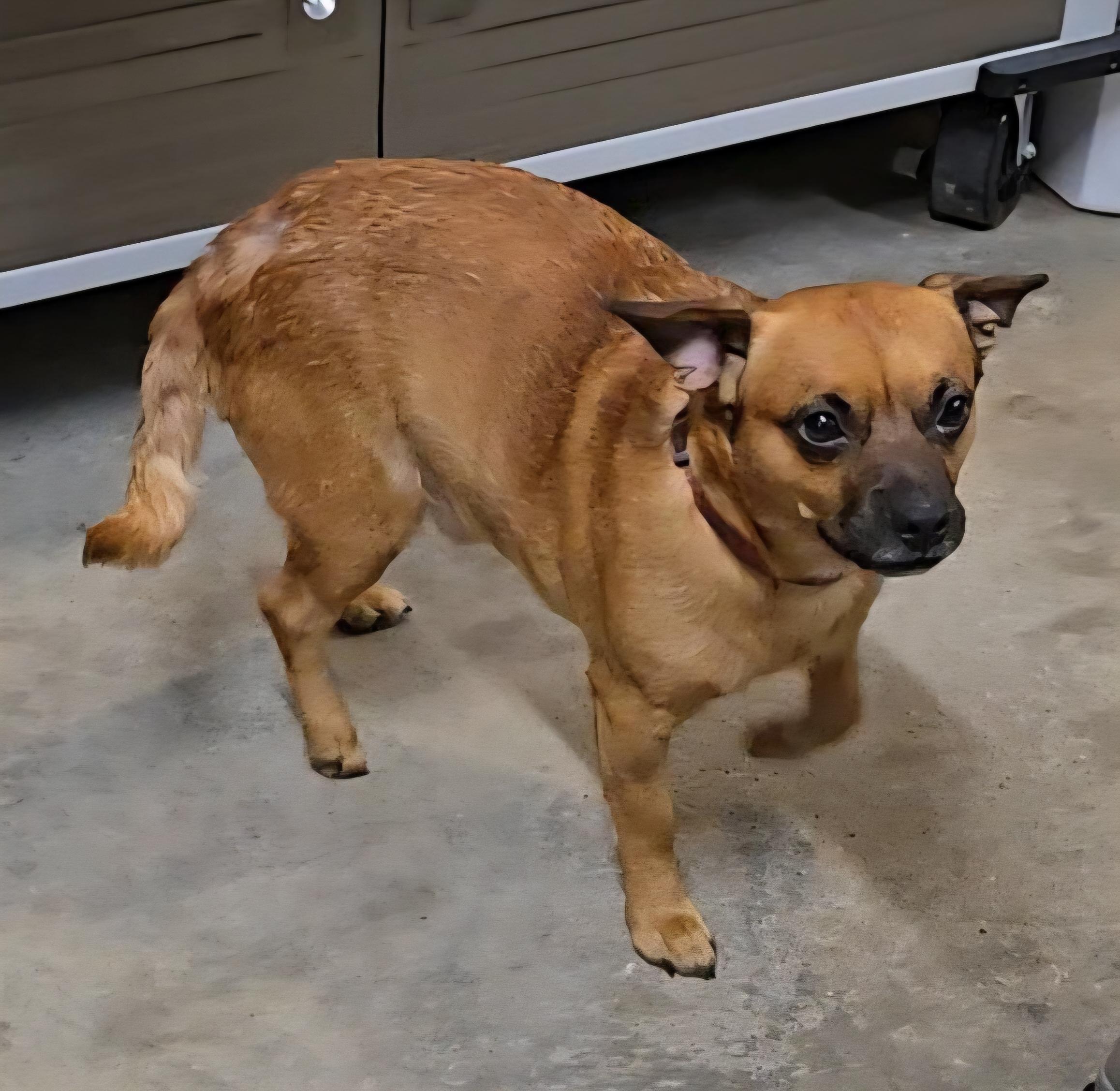 Tanner, a Adoptable mixed breed in North Olmsted, OH image 3/6