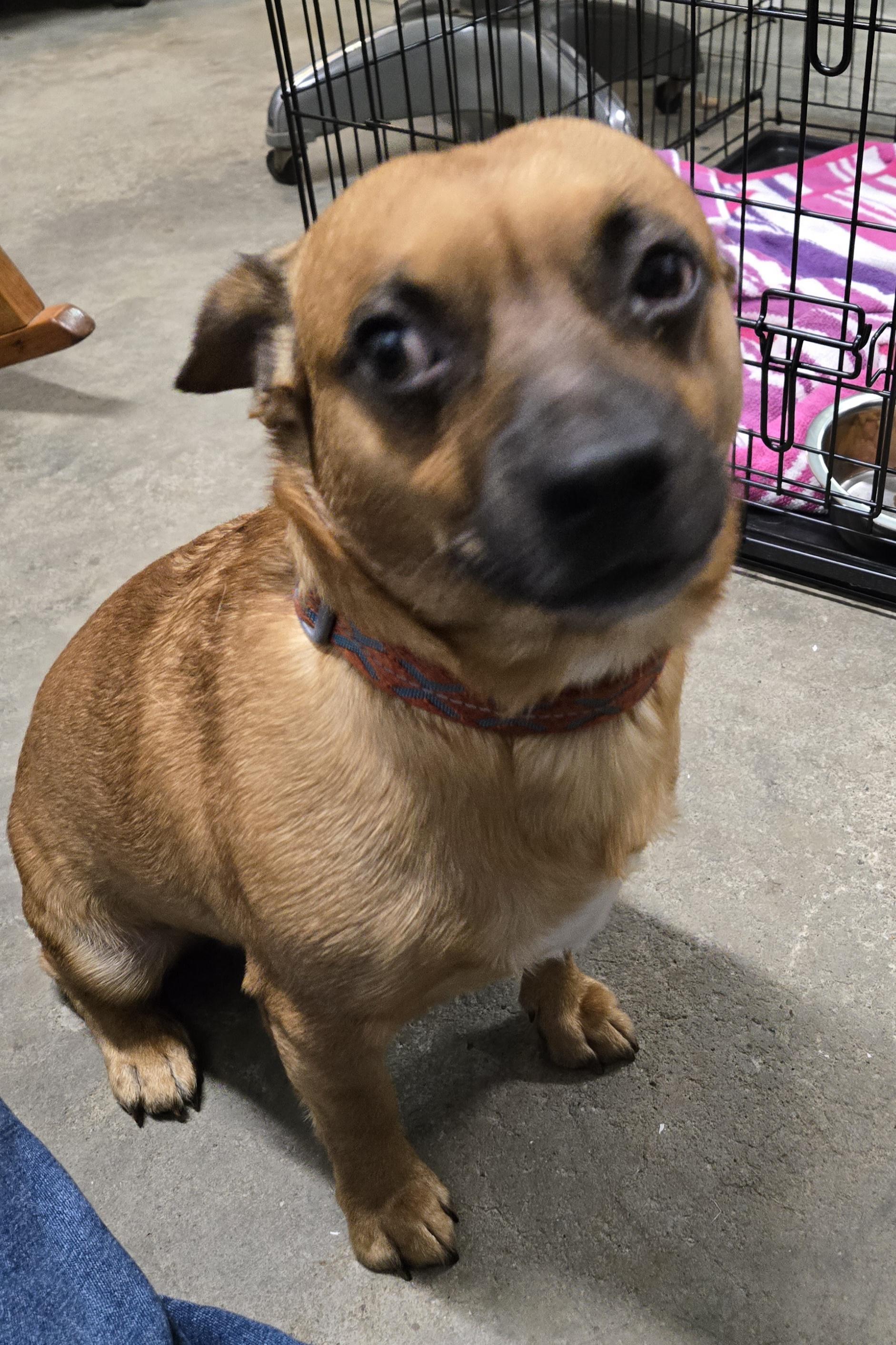 Tanner, a Adoptable mixed breed in North Olmsted, OH image 4/6