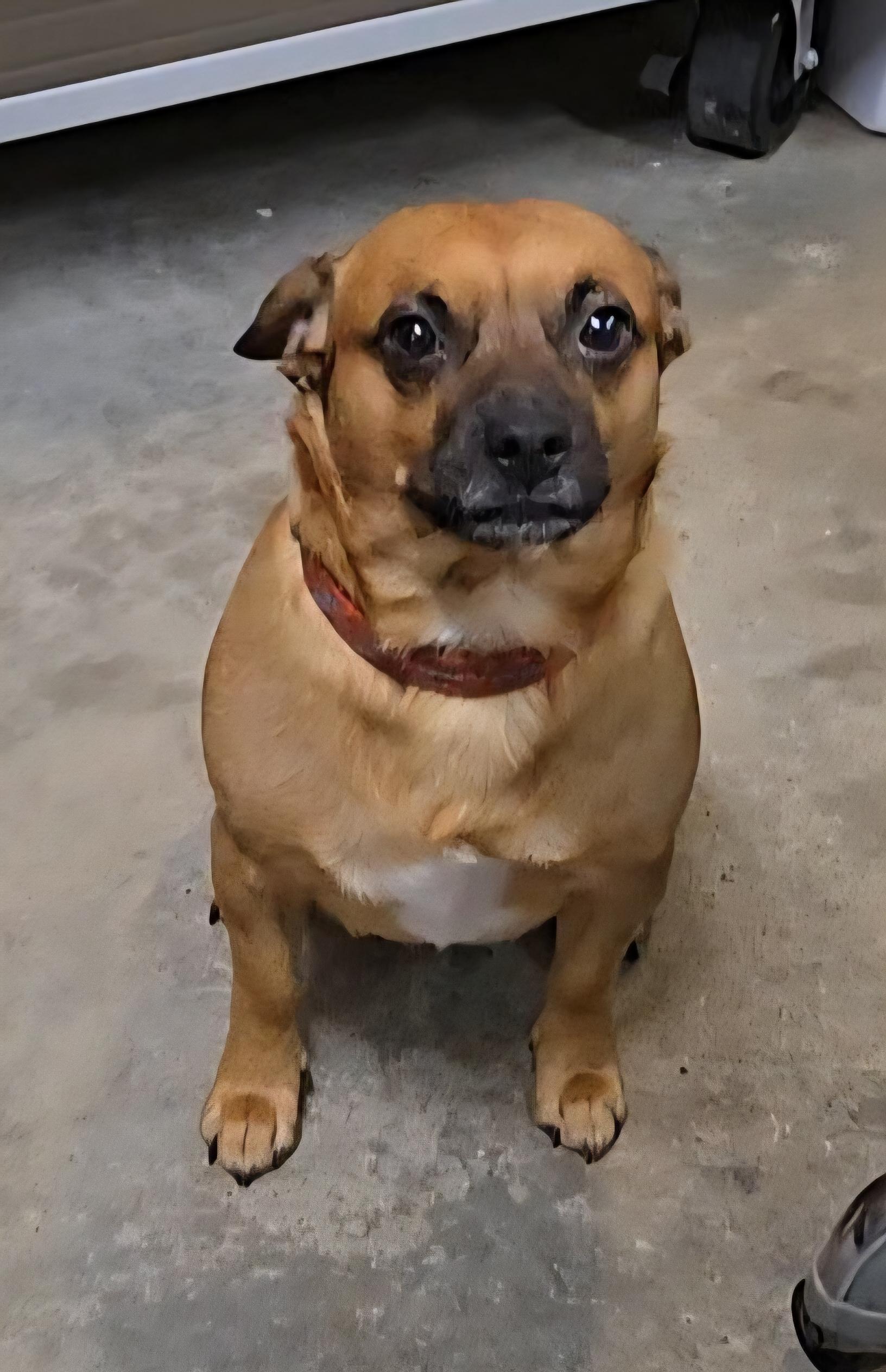 Tanner, a Adoptable mixed breed in North Olmsted, OH image 5/6