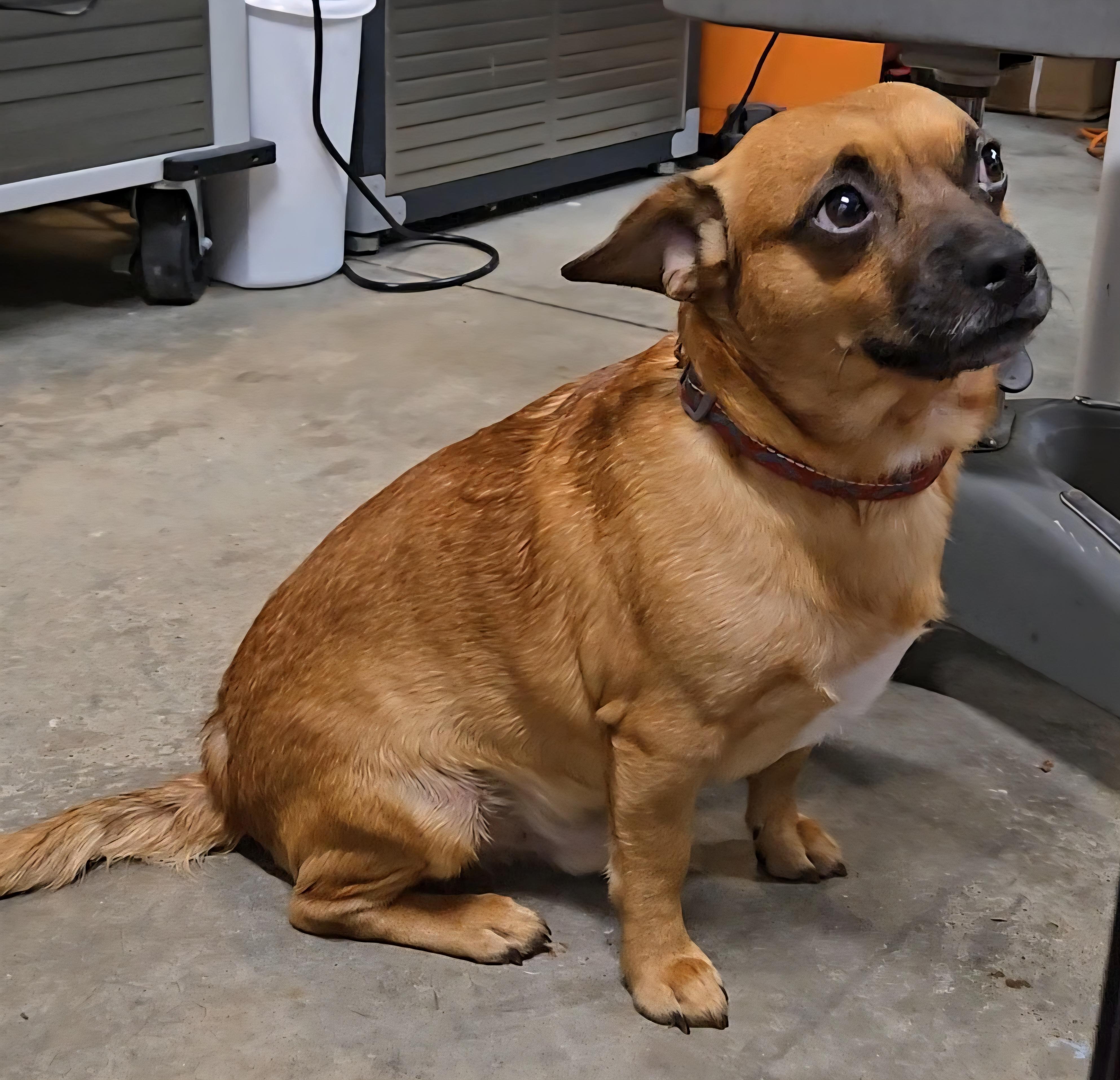 Tanner, a Adoptable mixed breed in North Olmsted, OH image 6/6