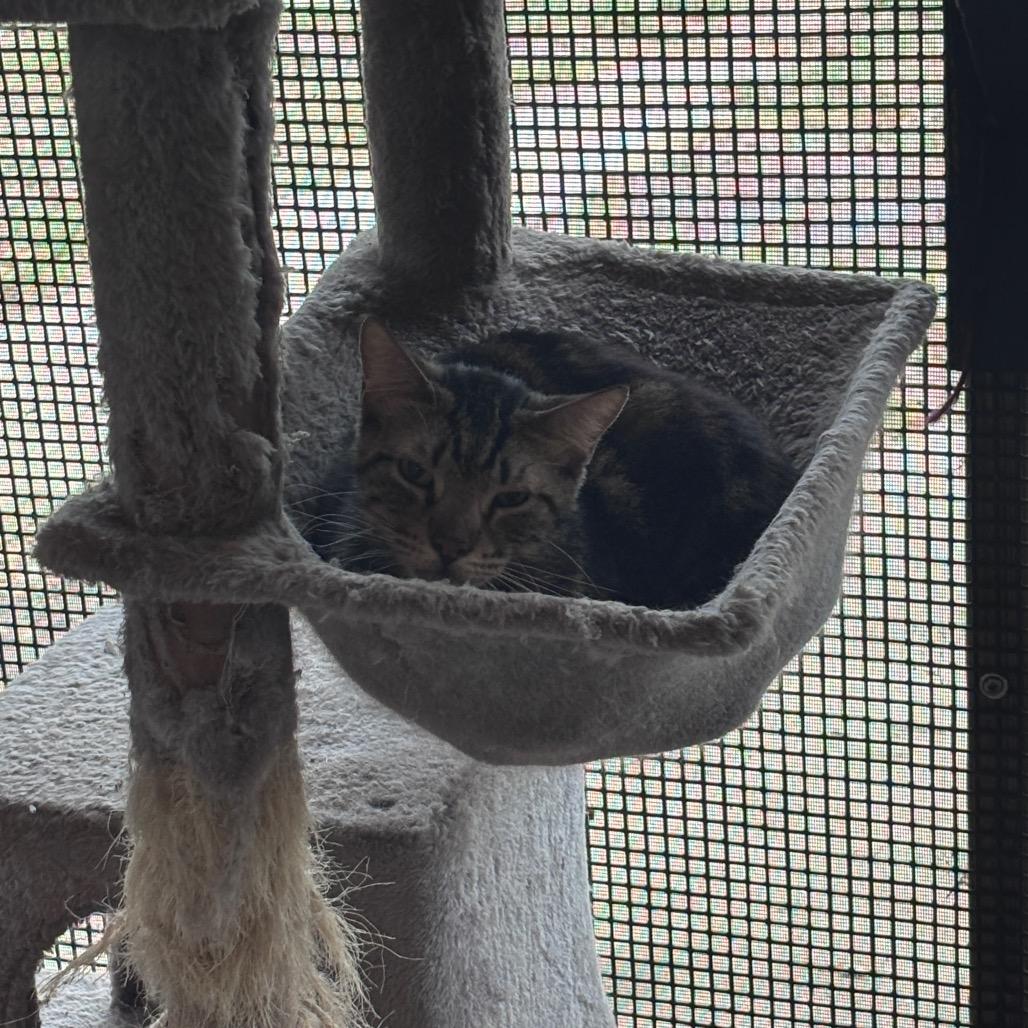 Enlarge Snorlax, a Adoptable American Shorthair in Fulton, TX image 2/2