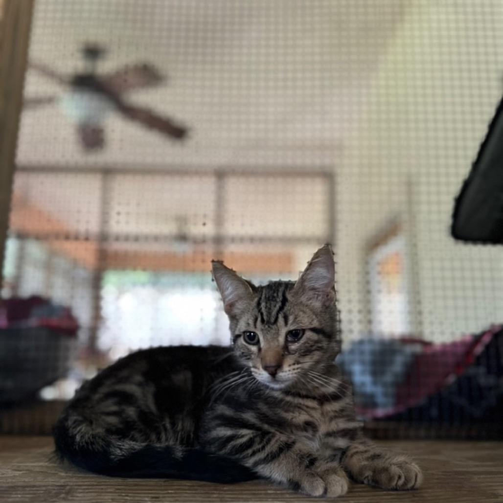 Enlarge Snorlax, a Adoptable American Shorthair in Fulton, TX image 1/1
