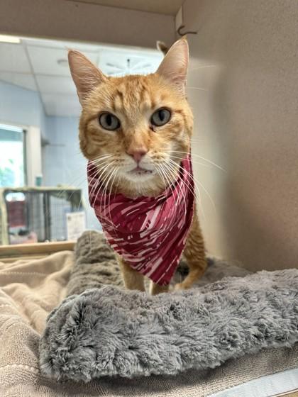 Snuffy, Adoptable, Adult Male Domestic Short Hair & Domestic Short Hair.