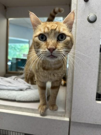 Snuffy, Adoptable, Adult Male Domestic Short Hair & Domestic Short Hair.