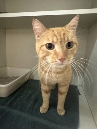 Enlarge Snuffy, a Adoptable mixed breed in Palm Coast, FL image 2/3
