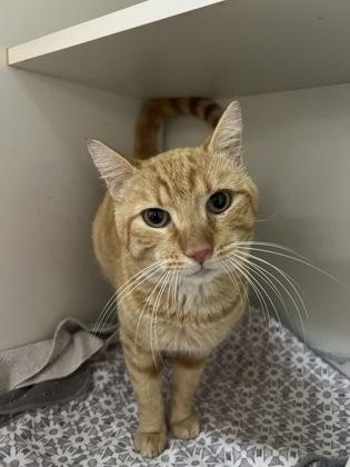 Enlarge Snuffy, a Adoptable mixed breed in Palm Coast, FL image 3/3