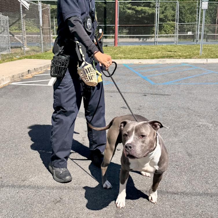 Butch, ADOPTABLE, Adult Male Pit Bull Terrier.