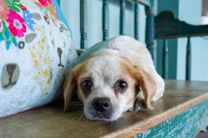 Pinata, adopted, Adult Female Pug & Mixed Breed.