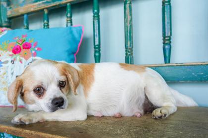 Enlarge Pinata, an adopted mixed breed in San Antonio, TX image 3/3