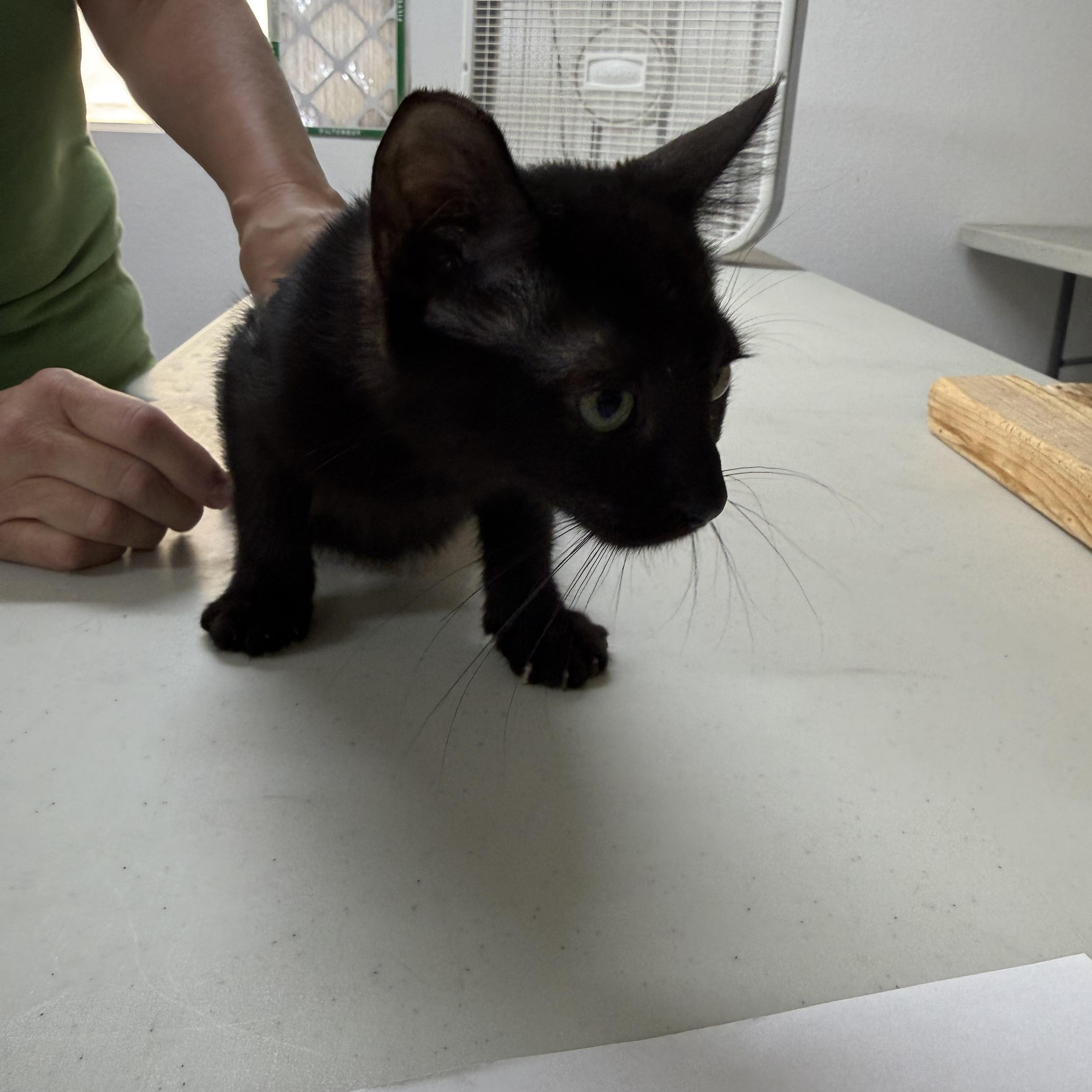 Whatcha Doin, ADOPTABLE, Kitten Male Burmese.