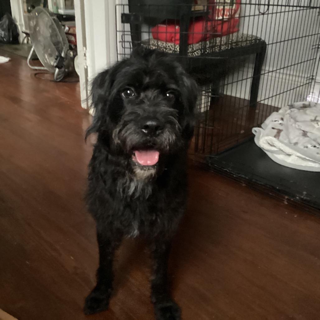 Lila, Adoptable, Young Female Schnauzer & Poodle.