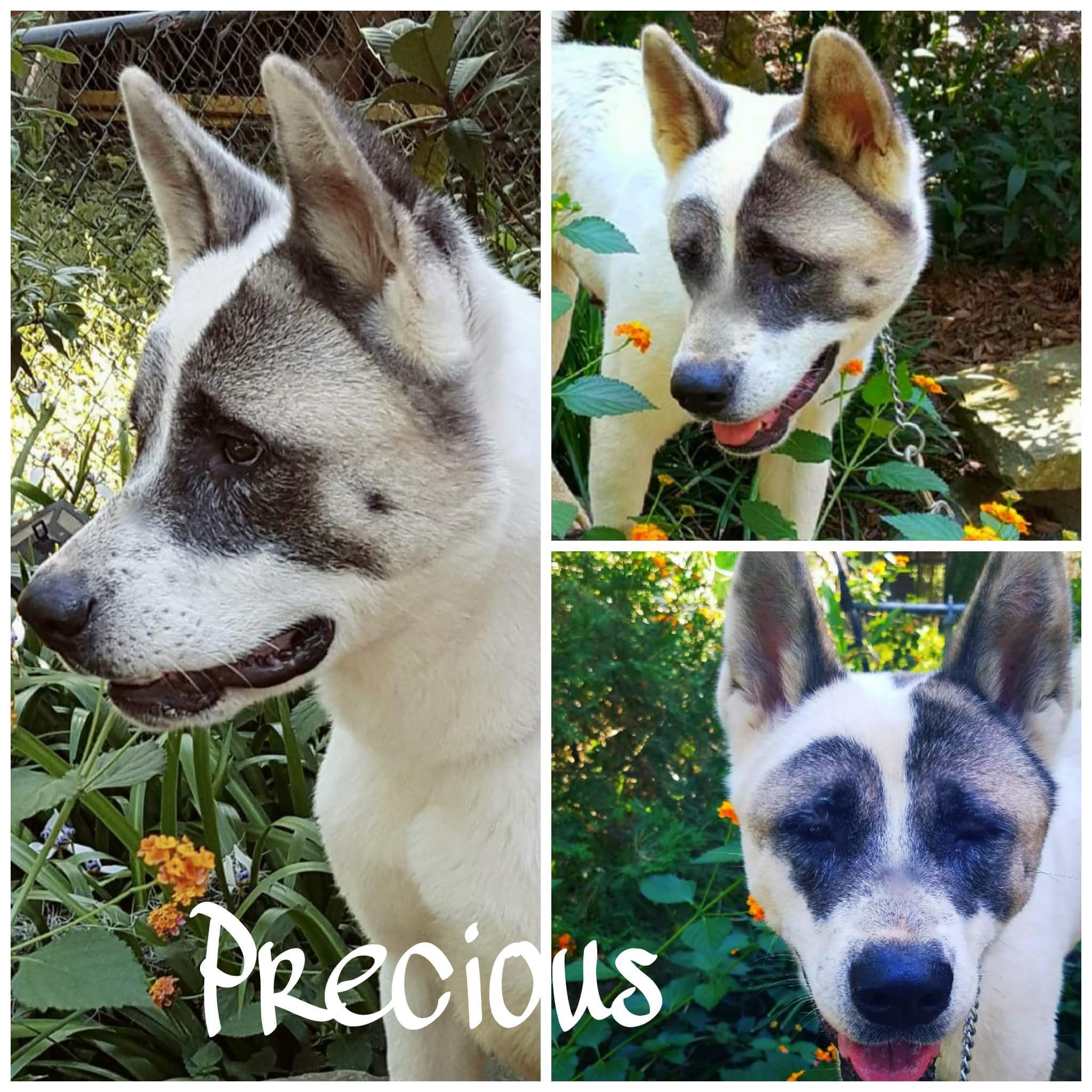 Enlarge Precious, a Adoptable Akita in Jacksonville, FL image 1/2