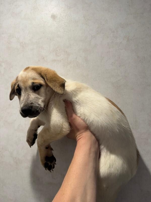 Enlarge Bee, a Adoptable mixed breed in Partlow, VA image 1/1