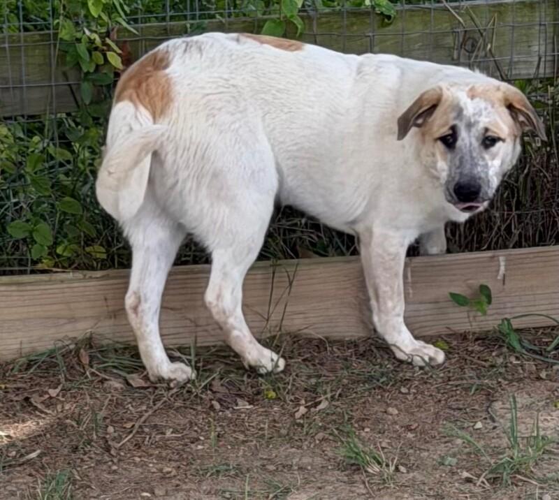 Enlarge Bee, a Adoptable mixed breed in Partlow, VA image 2/6