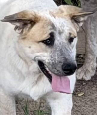 Enlarge Bee, a Adoptable mixed breed in Partlow, VA image 3/6